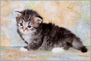 Female Siberian Kitten from Deedlebug Siberians